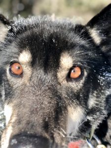 Dogsledding in Minnesota
