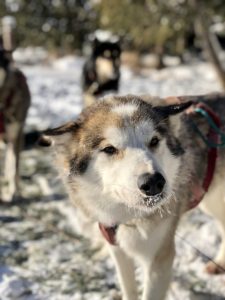 Dogsledding in Minnesota