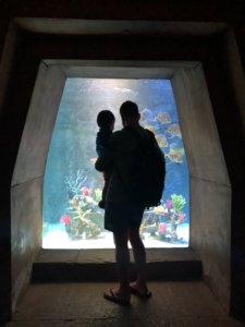 Atlantis, Aquaventure, Bahamas, Paradise Island, Shark Tank, family friendly, beach vacation, destination, bucket list, 