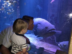 Atlantis, Aquaventure, Bahamas, Family Friendly, Aquarium, Paradise Island, Babymoon, beach vacation, beach destinations, 