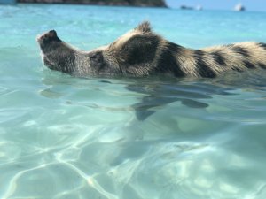 Bahamas, bucket list, adventure, tours, beach, paradise, swimming with the pigs, swimming pigs, Exuma,