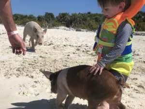 Bahamas, bucket list, adventure, tours, beach, paradise, swimming with the pigs, swimming pigs, Exuma, swimming with sharks, nurse sharks, shark dive, island, beach, best beaches, Carribean