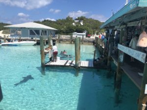 Bahamas, bucket list, adventure, tours, beach, paradise, swimming with the pigs, swimming pigs, Exuma, swimming with sharks, nurse sharks, shark dive,