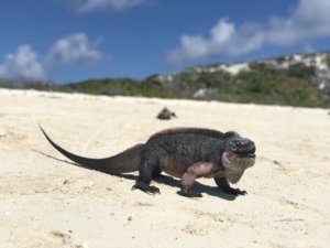 Bahamas, bucket list, adventure, tours, beach, paradise, swimming with the pigs, swimming pigs, Exuma, swimming with sharks, nurse sharks, shark dive, island, beach, best beaches, Carribean