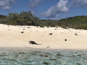 Bahamas, bucket list, adventure, tours, beach, paradise, swimming with the pigs, swimming pigs, Exuma, swimming with sharks, nurse sharks, shark dive, island, beach, best beaches, Caribbean, Iguana, iguana island