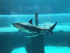 Atlantis, Aquaventure, Bahamas, Paradise Island, Shark Tank, family friendly, beach vacation, destination, bucket list, 